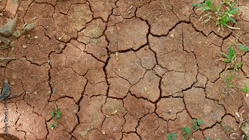 Drought, the ground cracks, lack of moisture. with a little weed