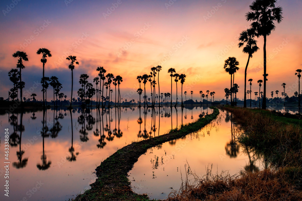 sugar palm farn with skyline reflection at dawn