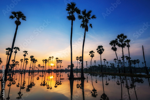 sugar palm trees with skyline reflection at sunrise