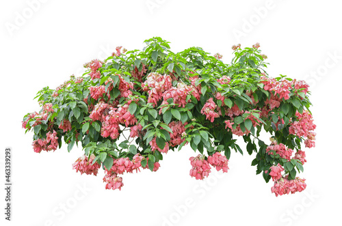 Flower bush tree isolated tropical plant with clipping path.