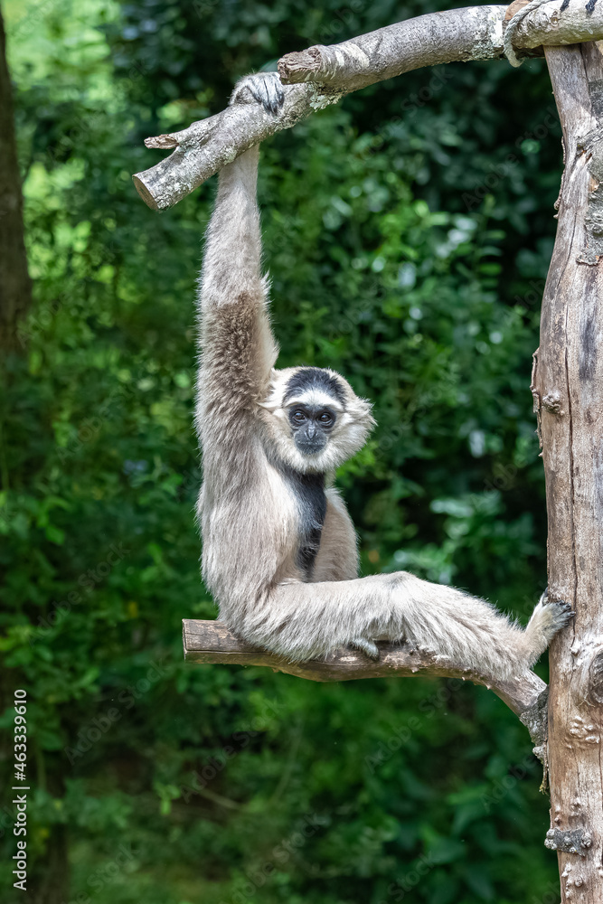 Northern White-cheeked Gibbon, Nomascus leucogenys, female monkey
Northern White-cheeked Gibbon, Nomascus leucogenys, female monkey