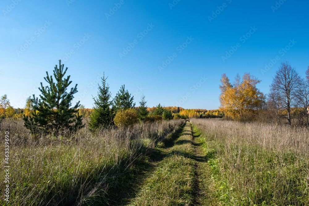 A grassy road leading to the autumn forest on a sunny day.