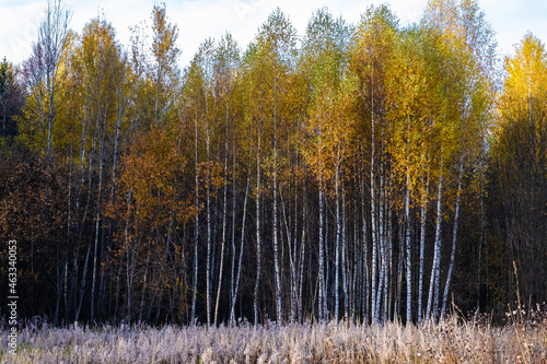 White trunks of tall slender birches with yellow leaves.
