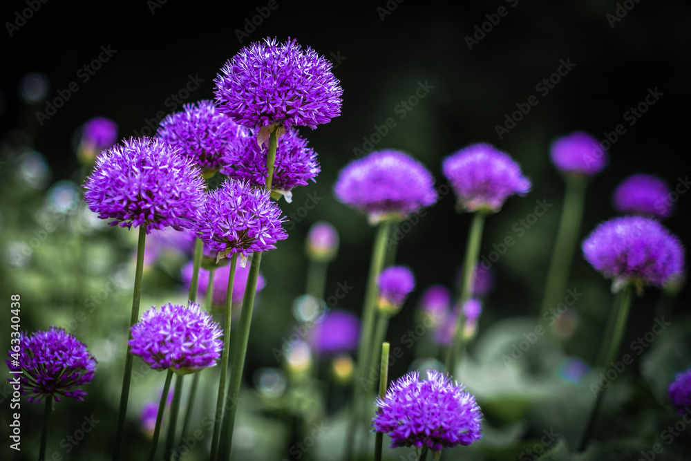 flowers in the field flowers in the field