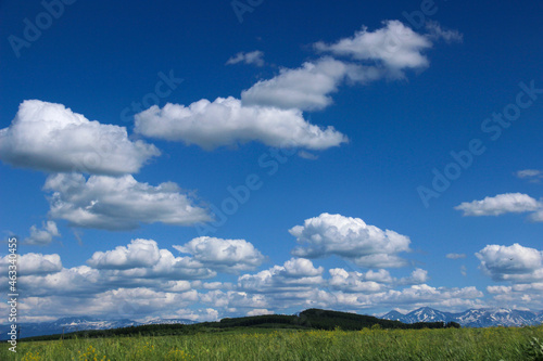 牧草畑と白い雲が浮いた青空 