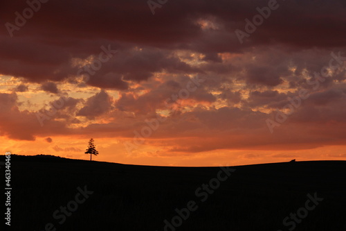 Fototapeta Naklejka Na Ścianę i Meble -  美しい夕焼け空と松の木
