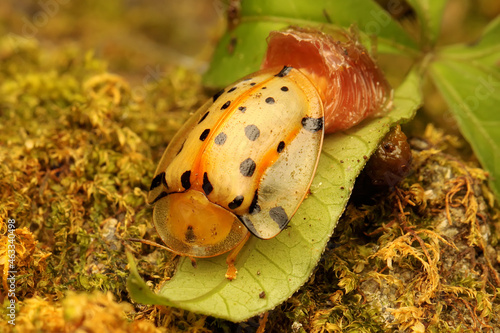 A spotted tortoise beetle is having a moulting process. This insect has the scientific name of the Aspidimorpha miliais. 