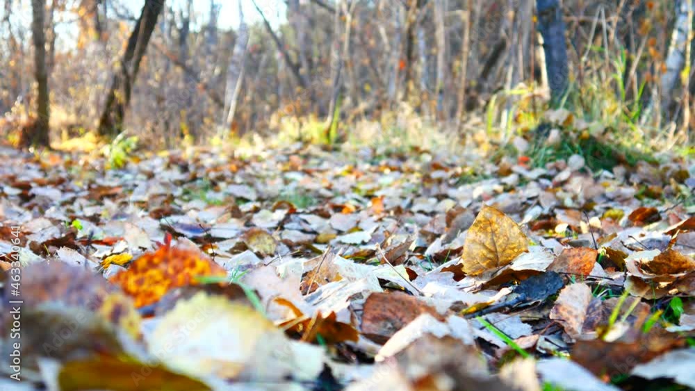 Close-up of dry autumn foliage in the forest and the legs of a man walking through the leaves Close-up of dry autumn foliage in the forest and the legs of a man walking through the leaves