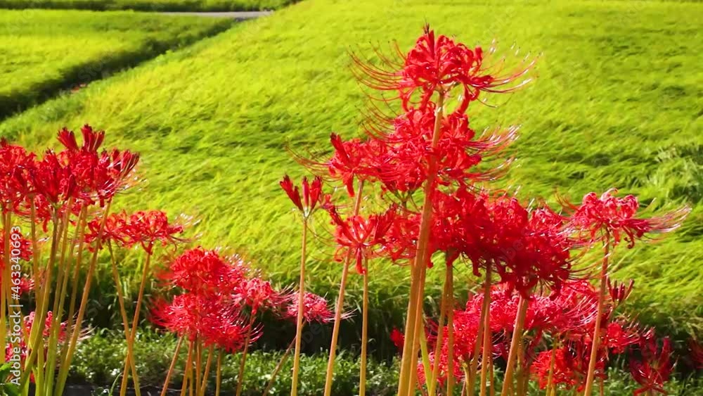 風にゆれる彼岸花　熊本県益城町
