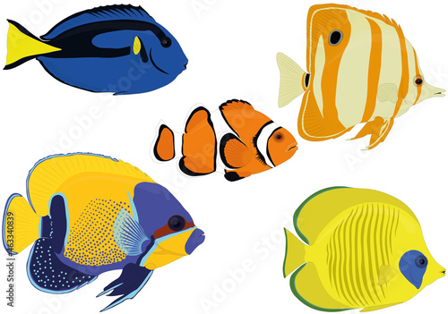 Aquarium colorful bright tropical fish collection vector illustration