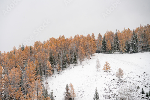 Winter landscape of forest at Kanas, Xinjiang province, China. © Zimu