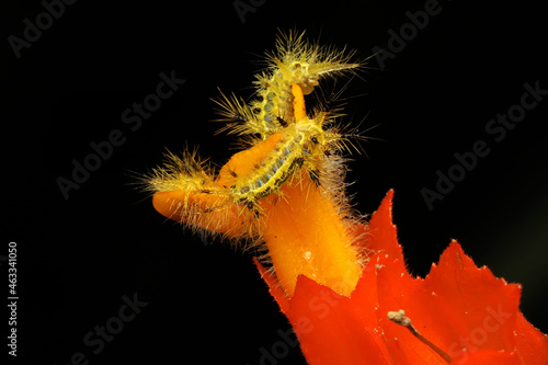 A number of caterpillars are eating young coconut leaves. The insect that causes itchy skin when touched has the scientific name Monema flavescens.  photo