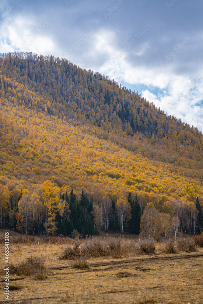 Autumn landscape of the mountains and forest in Kanas, Xinjiang province, China.