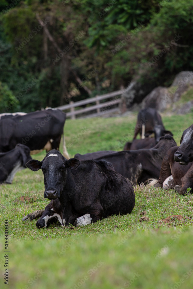 Fotografia de gado brasileiro no pasto, na fazenda, ao ar livre, na região de Minas Gerais. Nelore, Girolando, Gir, Brahman, Angus. imagens de Agronegócio. Fotografia de gado brasileiro no pasto, na fazenda, ao ar livre, na região de Minas Gerais. Nelore, Girolando, Gir, Brahman, Angus. imagens de Agronegócio.