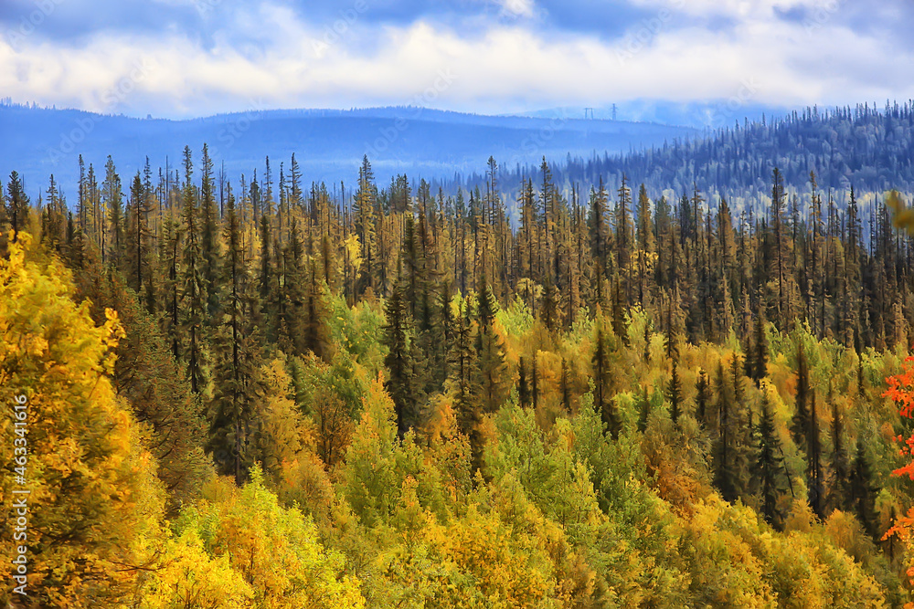 autumn forest landscape, abstract background October view in yellow trees, fall nature