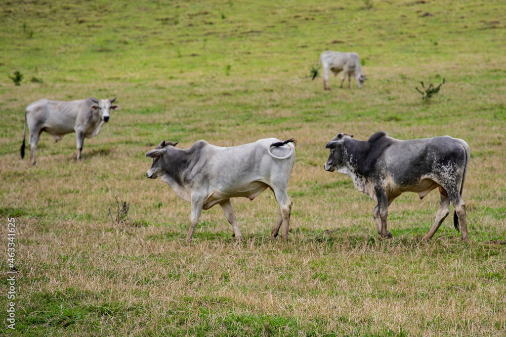 Fototapeta premium Fotografia de gado brasileiro no pasto, na fazenda, ao ar livre, na região de Minas Gerais. Nelore, Girolando, Gir, Brahman, Angus. imagens de Agronegócio.