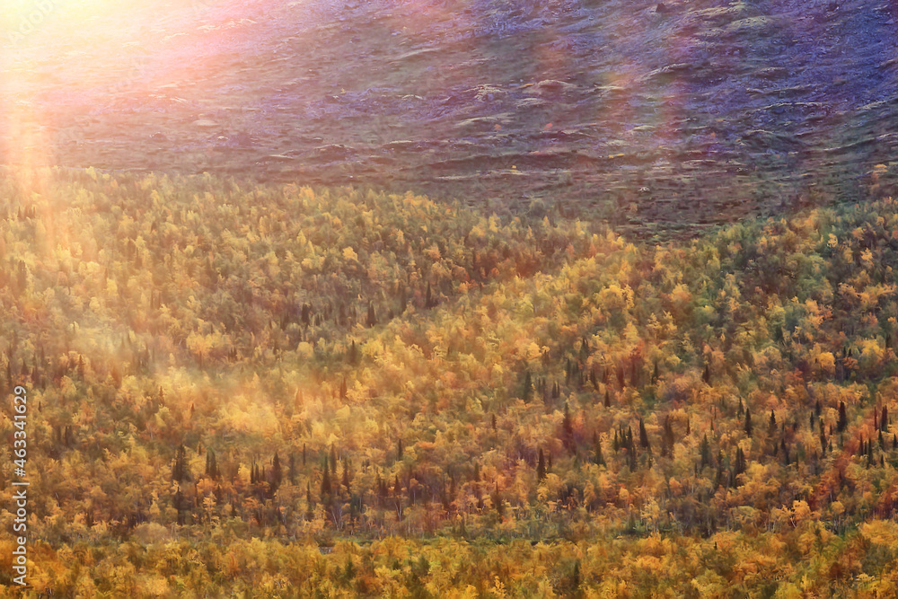 autumn forest landscape, abstract background October view in yellow trees, fall nature