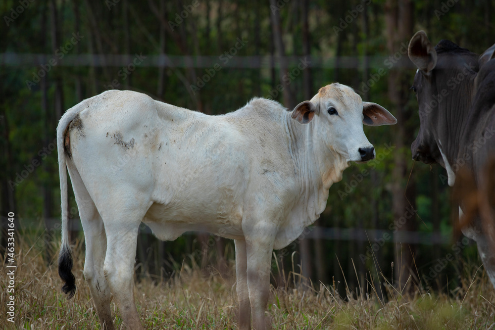 Fotografia de gado brasileiro no pasto, na fazenda, ao ar livre, na região de Minas Gerais. Nelore, Girolando, Gir, Brahman, Angus. imagens de Agronegócio. Fotografia de gado brasileiro no pasto, na fazenda, ao ar livre, na região de Minas Gerais. Nelore, Girolando, Gir, Brahman, Angus. imagens de Agronegócio.