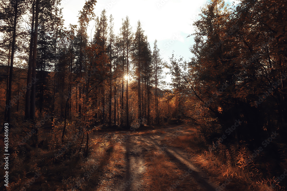 Fototapeta premium autumn forest landscape, abstract background October view in yellow trees, fall nature