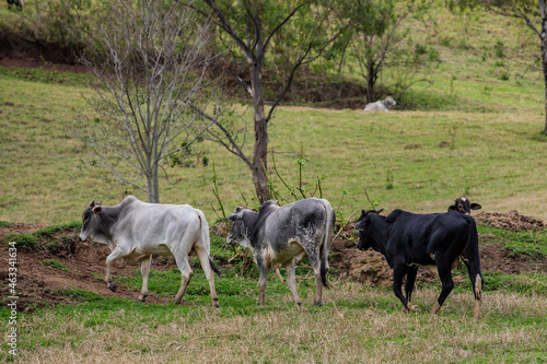 Fotografia de gado brasileiro no pasto  na fazenda  ao ar livre  na regi  o de Minas Gerais. Nelore  Girolando  Gir  Brahman  Angus. imagens de Agroneg  cio.