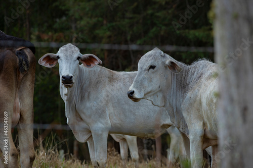 Fotografia de gado brasileiro no pasto, na fazenda, ao ar livre, na região de Minas Gerais. Nelore, Girolando, Gir, Brahman, Angus. imagens de Agronegócio. photo