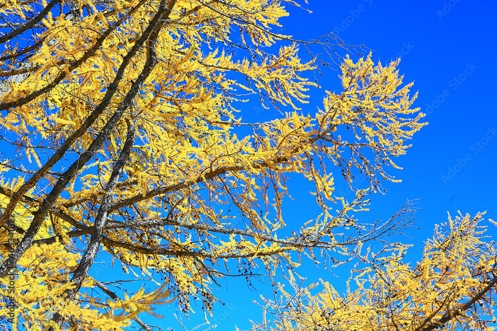 Obraz premium abstract autumn fall background leaves yellow nature october wallpaper seasonal