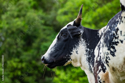 Fotografia de gado brasileiro no pasto, na fazenda, ao ar livre, na região de Minas Gerais. Nelore, Girolando, Gir, Brahman, Angus. imagens de Agronegócio. photo