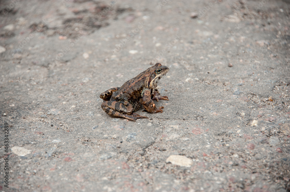 A toad is sitting on the road A toad is sitting on the road