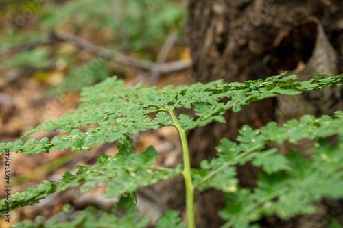 close up of a plant