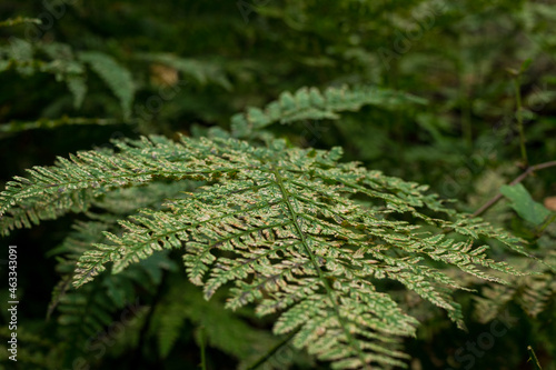 fern leaves