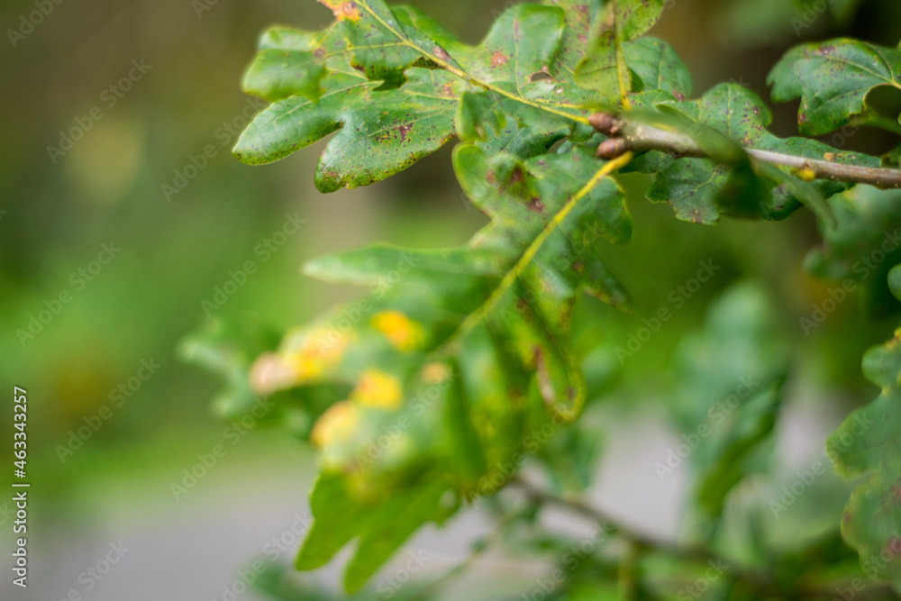 green oak leaves green oak leaves