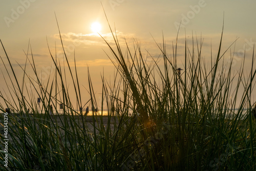 sunset in the grass