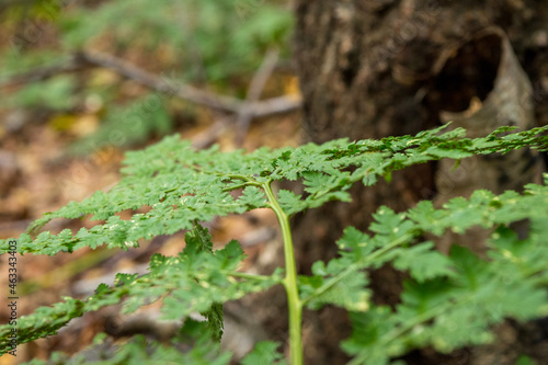 green moss on the tree