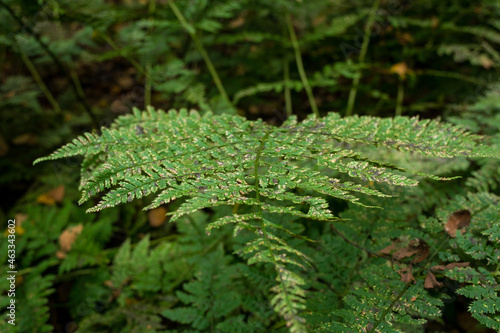 fern leaves