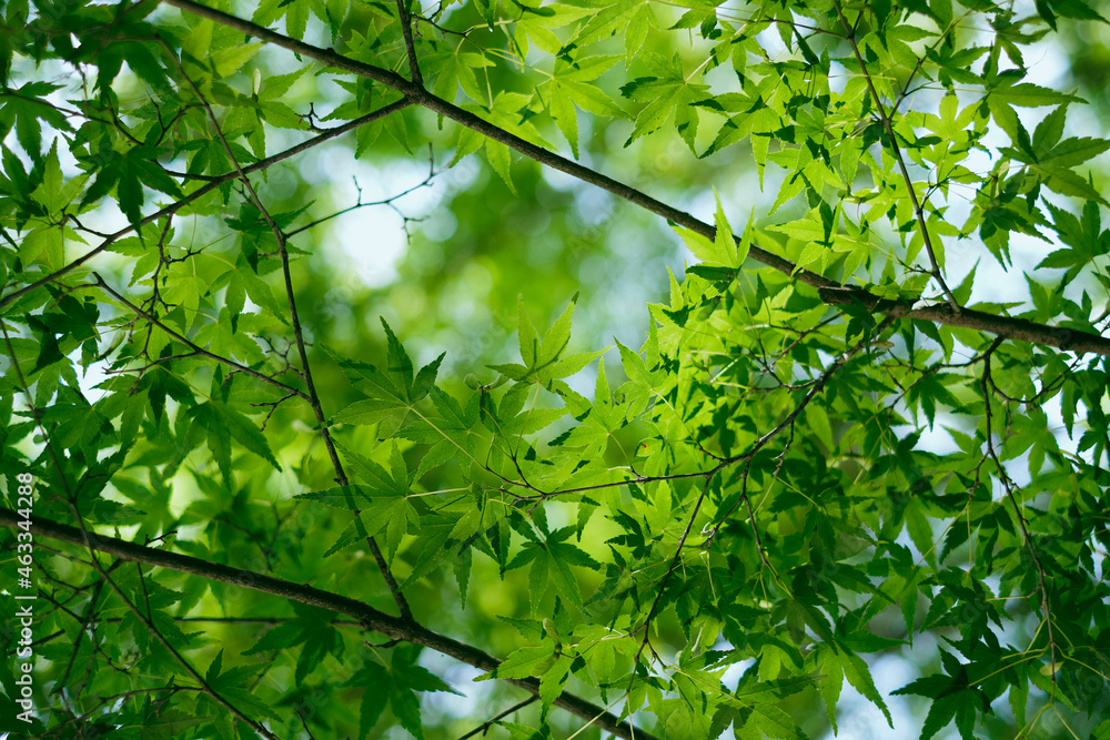 Malple tree branches with bright green leaves on an early June summer day in Japan Malple tree branches with bright green leaves on an early June summer day in Japan