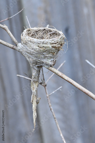 A grey fantail, nest a small insectivorous bird of the Australian bush land, know for fanning its tail. photographed in Wonthaggi in Southern Gisspland on the Bass Coast in Australia. photo