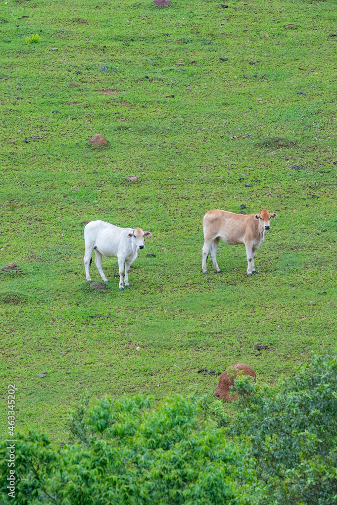 Fototapeta premium Fotografia de gado brasileiro no pasto, na fazenda, ao ar livre, na região de Minas Gerais. Nelore, Girolando, Gir, Brahman, Angus. imagens de Agronegócio.