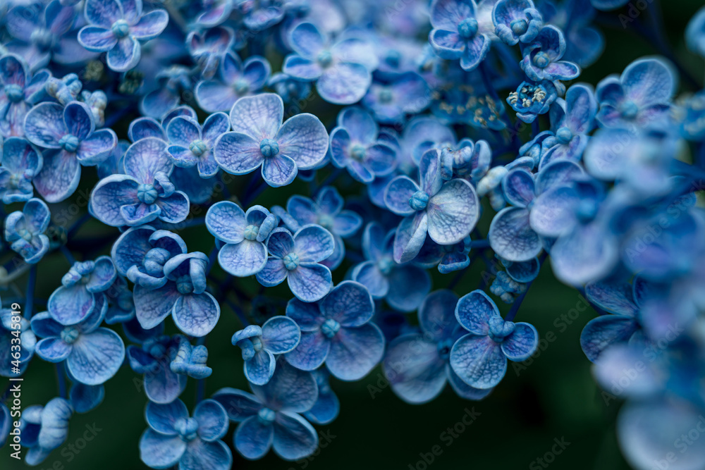 Hydrangea at early summer in Japan Hydrangea at early summer in Japan