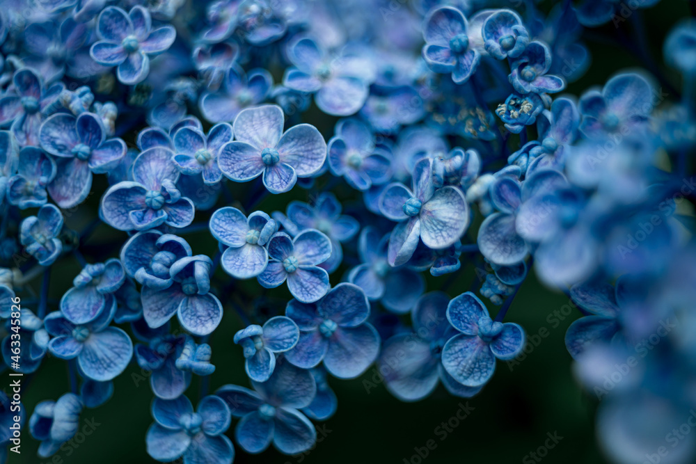 Hydrangea at early summer in Japan Hydrangea at early summer in Japan
