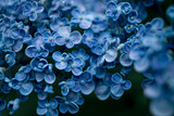 Hydrangea at early summer in Japan