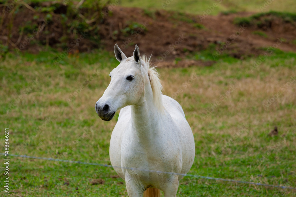 Obraz premium linda foto de cavalo brasileiro ao ar livre pastando na fazenda, em minas gerais, ao ar livre.