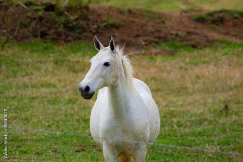 Fototapeta Naklejka Na Ścianę i Meble -  linda foto de cavalo brasileiro ao ar livre pastando na fazenda, em minas gerais, ao ar livre.