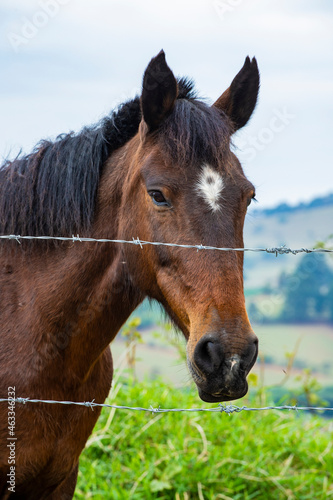 linda foto de cavalo brasileiro ao ar livre pastando na fazenda, em minas gerais, ao ar livre. photo