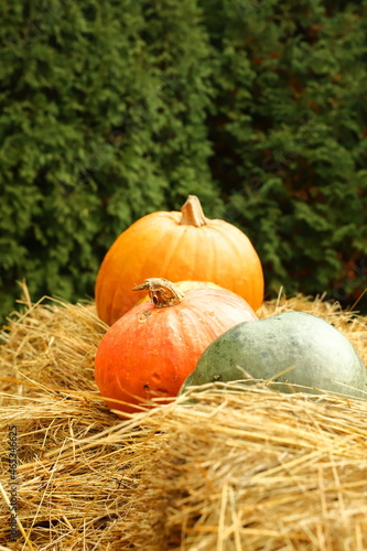 Dynia, warzywo, halloween