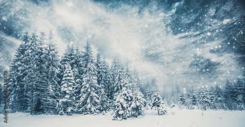 Snowy fir trees