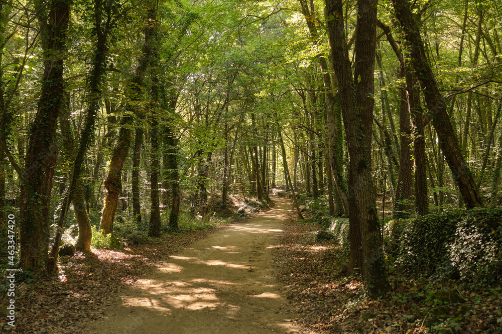 Path in the green autumn forest at Olot, La Garrotxa, Spain Path in the green autumn forest at Olot, La Garrotxa, Spain
