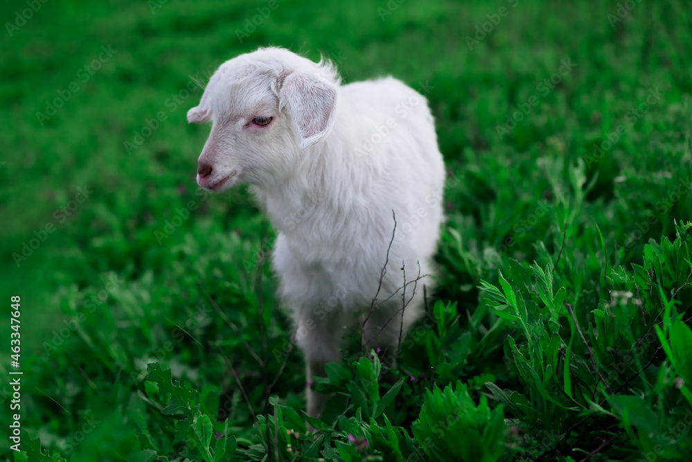 Fototapeta premium Portrait of white young lamb . Cute pet on the grass . Young domestic animal on the green meadow