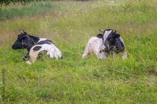 cows lying in the meadow