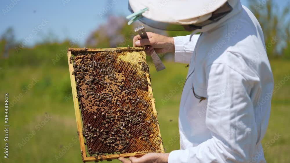 Apiarist working on a farm. Bee farmer examining bees on a honey frame and puts it into a hive. Apiculture concept. Apiarist working on a farm. Bee farmer examining bees on a honey frame and puts it into a hive. Apiculture concept.
