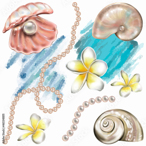 Sea shells, pearl and plumeria flowers. Hand painting illustration.